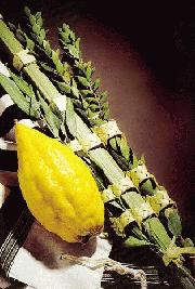 thumb_lulav1.jpg